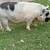 KuneKune Sows - Ready to breed this fall 3 thumbnail