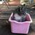 Kittens free to a good home 2 thumbnail