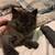 Female Persian Angoran Long Fur Kitten 1 thumbnail
