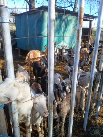 Chivos lechero capados y enteros 1