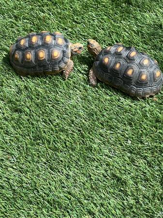 Reubicación de 2 tortugas de patas rojas