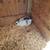 Free rabbits 2 thumbnail