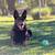 AKC Liver GSD 9 Months 2 thumbnail