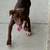 American Bullies Louis V x Zullou 8 thumbnail
