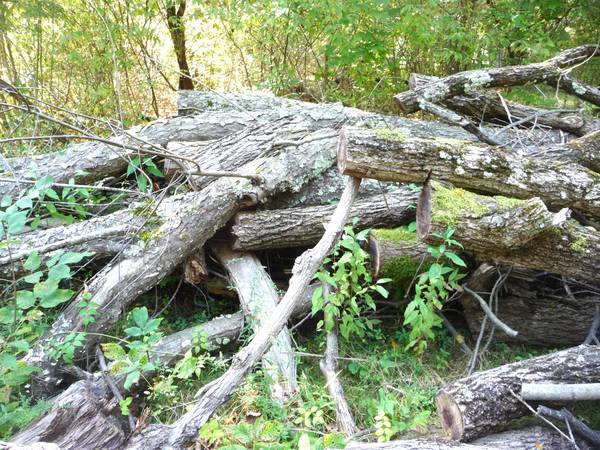 BLACK WALNUT AND CHERRY LOGS FOR TURNING, CRAFTS OR FIREWOOD 1