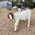 Boer goat bucklings 4 thumbnail