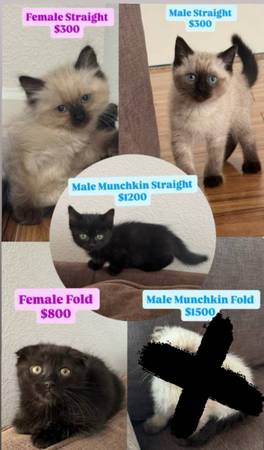 Munchkin Siamese Scottish Fold Straight Kittens 1