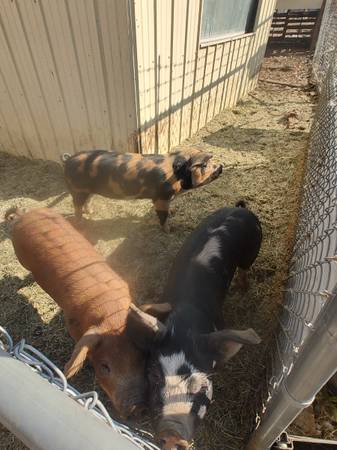 IPP / Kune Gilts 1