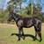 Registered tennessee walker 2 thumbnail