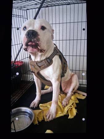 Free American pit bull 1