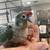Birds  Parrots 1 thumbnail