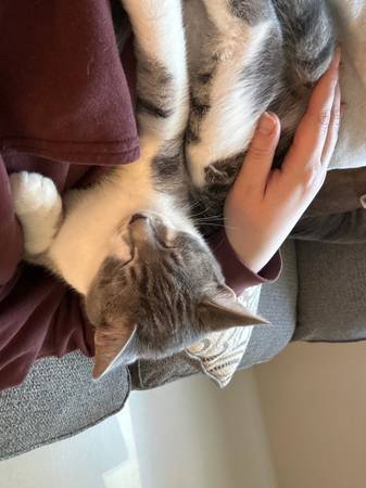 Rehoming male kitten 1