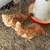 Chickens 1 thumbnail