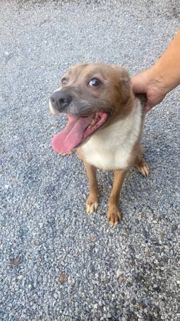 Dos perros buscan nuevas familias después de perder a su dueño (Wexford)63882278807427120