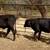 3 Brangus heifers GENTLE 8 thumbnail