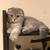 scottish fold 2 thumbnail