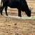 Lil over a year old heifer 2 thumbnail