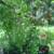 Yellow Oleander, Mango Trees, Cranberry Hibiscus, Papaya Trees 6 thumbnail