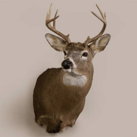 Taxidermy 1