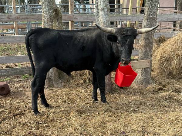 Texas Longhorn cross bull ~ 1 year old 1