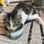 Barn Cats 1 thumbnail