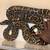 Male burmese python 7-8ft 2 thumbnail