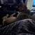 Female German shepherd 4 thumbnail