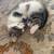 adorable kittens with unique markings 7 thumbnail