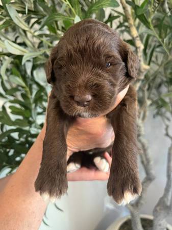 Cachorro macho grande de raza mixta (Eatonville)63697490423299120
