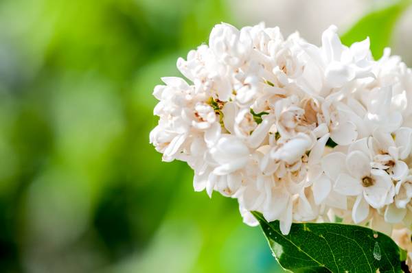 BEAUTIFUL SCENT WHITE LILAC TREES STARTERS - $3 (Shoreline)63471370052481120