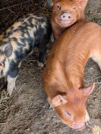 IPP pigs 1