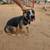 Rehoming 10 month old female blue heeler/German shepherd 1 thumbnail