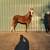 TWH weanlings 15 thumbnail