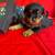 Rottweiler puppies 8 thumbnail