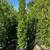 Ficus nitida indian laurel privacy hedge 2 thumbnail