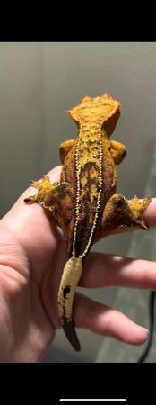 Múltiples geckos crestados63656829472129124