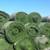 Artificial Grass   Inexpensive. best price 1 thumbnail