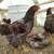 Partridge Chantecler roosters from Sandhill Preservation Center 21 thumbnail