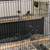 Finches Gouldian finch 4 thumbnail