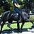 fairytale friesian gelding 4 thumbnail