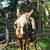 FOR ADOPTION - Heartland Equine Rescue -11yr Rocky Cross Pony 19 thumbnail