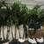 12 ft tall Adonidia Palm Trees 2 thumbnail