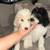 Standard poodle 1 thumbnail