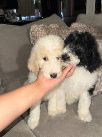 Standard poodle 1