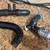 2015+ Mustang GT 5.0 OEM and Performance Parts Lot + 10 thumbnail