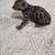 9 week old kittens 2 thumbnail