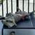 Puppy needs rehoming ASAP! 5 thumbnail