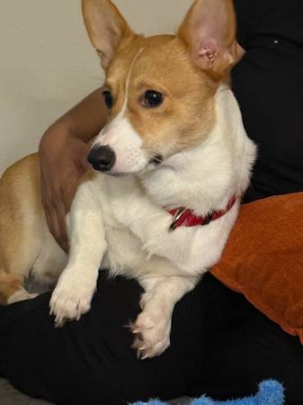 Pembroke corgi male63687883447683120