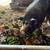 IPP Piglets 3 thumbnail