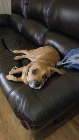 Beagle mix (Sanford)63976054637186120
